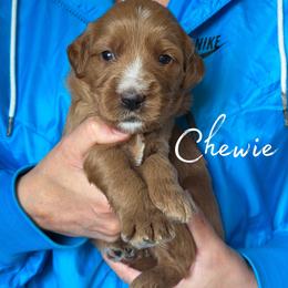 CHEWIE - Red  male Goldendoodle puppy in Minneapolis, Minnesota from The Golden Roo