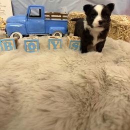 Chihuahua Puppies from Pupcup’s Crown Collection