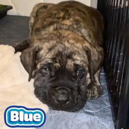 Boy 5 - Brindle male Mastiff puppy in Carthage, Missouri from Mama’s Mastiffs