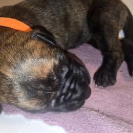 Edward - Brindle male Great Dane puppy in New York from Port Bay Danes