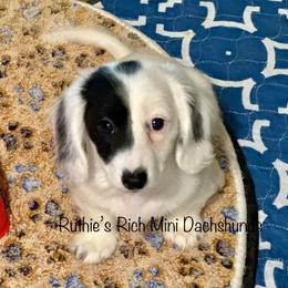 Boy two - Black and cream male Dachshund puppy in Lakeland, Florida from Ruthie’s Rich Mini Dachshunds