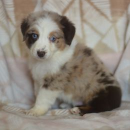 Lemon - Lime - Red merle male Australian Shepherd puppy in Delta, Colorado from PTK Ranch