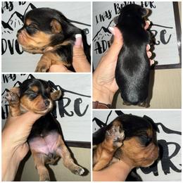 Azalea - Black and tan female Yorkshire Terrier puppy in Dalton, Georgia from Southern Charm Precious Paws