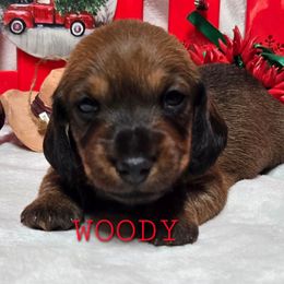 Woody - Red male Dachshund puppy in Blair, Oklahoma from North Fork Doxies-Okla