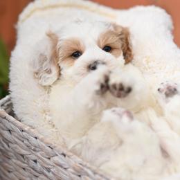 Valentino - Parti male Maltipoo puppy in Deming, Washington from Heavenly Puppies to Love
