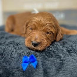 Meli's Blue Female - Apricot female Goldendoodle puppy in Great Falls, Montana from Montana Goldendoodles