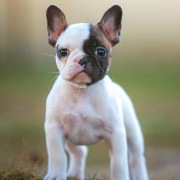 Girl 1 - White and fawn female French Bulldog puppy in Baytown, Texas from Le Grande Bulldogs