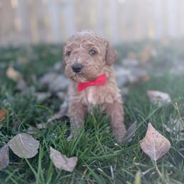 Leonard-Red - Cream male Goldendoodle puppy in Casper, Wyoming from 307 Doodles