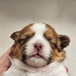 Paw-Dme Amidala - Liver and white female Cavatzu puppy in West Valley City, Utah from Pulley Puppies