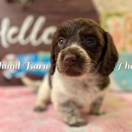Zennia - Piebald female Dachshund puppy in Hensley, Arkansas from The Dachshund Barn