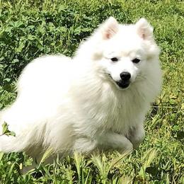 Duco - Japanese Spitz