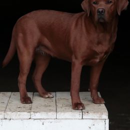 Labrador Retriever Puppies from Matoskah Meadows Labradors