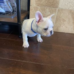 French Bulldog Puppies from Windy Vally Frenchies