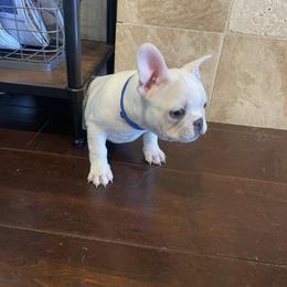French Bulldog Puppies from Windy Vally Frenchies