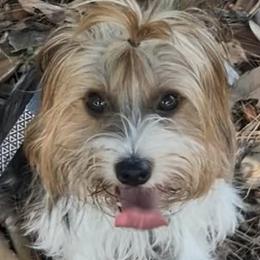 Yorkshire Terriers from Ricketta’s Yorkie Babies