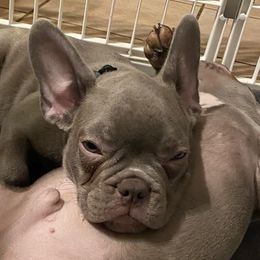 French Bulldogs from Springs Frenchies