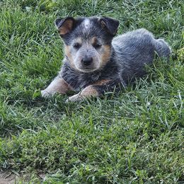 BooBoo - Blue speckled male Australian Cattle Dog puppy in Cora, Wyoming from Lyla Hinman's Australian Cattle Dogs