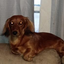 Max - Dachshund