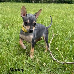Marley - Black and tan female American Hairless Terrier puppy in Buckingham, Illinois from Gaus Hof