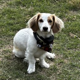 Little Bear - Dachshund