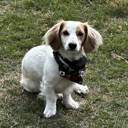 Little Bear - Dachshund