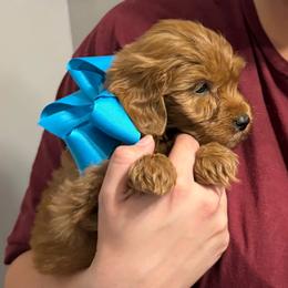 Rosalina - Red  female Goldendoodle puppy in Dayton, Tennessee from MK Goldendoodles