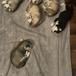 Siberian Husky Puppies from Alexandra's Siberian Huskies