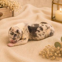 Elrond - Harlequin male Great Dane puppy in Citra, Florida from AEW Farm