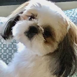 Alexis - Shih Tzu
