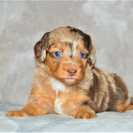 Aussiedoodle Puppies from Steindoodles