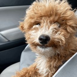 Goldendoodles and Poodles from King’s  Castle of Doodles