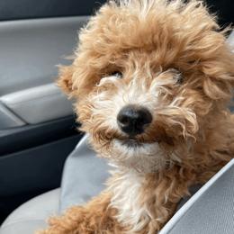 Goldendoodles and Poodles from King’s  Castle of Doodles