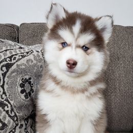 Pomsky All Grown Up from JC's Mitten Pomskies