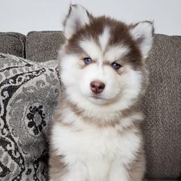 Pomsky All Grown Up from JC's Mitten Pomskies