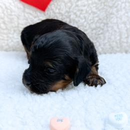 Rebecca - Tri-color female Cavapoo puppy in Redding, California from O’Hara  Doodles
