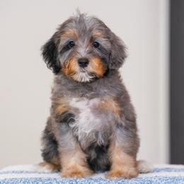 Deacon (socialization program student) - Merle male Bernedoodle puppy in Dundee, Ohio from Down Home Doodle