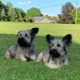 Skye Terrier puppies from Stars in the Skyes