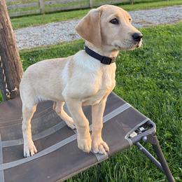 Ruby - Yellow female Labrador Retriever puppy in Sugarcreek, Ohio from 1611 Sport Dogs