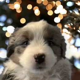 Girl 1 Blue Merle - Blue merle Miniature American Shepherd puppy in Allentown, Pennsylvania from Great Companions MAS -Pennsylvania