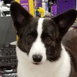 Cardigan Welsh Corgis, German Wirehaired Pointers, and Saint Bernards from Marianette Saint Bernards  Cardigans and GWPs