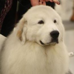 Great Pyrenees from Guardenia Great Pyrenees