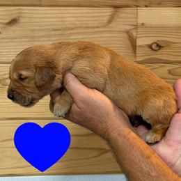 Hancock (Blue) - Dark golden male Golden Retriever puppy in Cadillac, Michigan from K & M Golden Retrievers