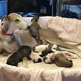 Greyhound Puppies from WINDROCK LLC