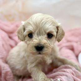 Black collared male - Cream male Maltipoo puppy in Marshallville, Ohio from Grassy Meadow Pups