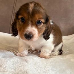 Honey's Red - Piebald male Dachshund puppy in Jonesboro, Illinois from Twin Hills Dachshunds