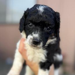 Maple - Parti female Poodle puppy in Grover Beach, California from Central Coast Poodle Paws