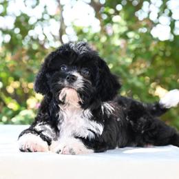 Daisy - Black and white female Cavapoo puppy in Lawton, Oklahoma from Lindsey’s Cavies