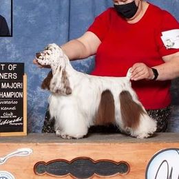 Haddie - Cocker Spaniel