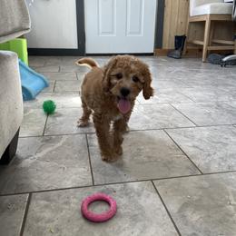 Sprite - Apricot male Goldendoodle puppy in Sugarcreek, Ohio from True Hearted Doodles