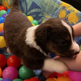 Aslan (Focaccia) - Red tri-color male Australian Shepherd puppy in Bennett, Colorado from Alolan Angel Aussies